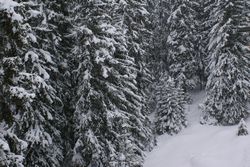 Alberi (12), Alta Val Badia (146), Sci Alpino (290)